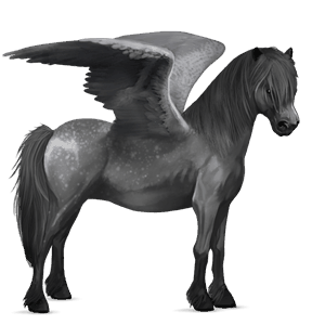 pegasus pony newfoundland pony black