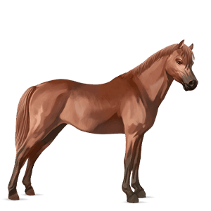 pony chestnut