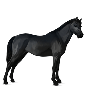 pony australian pony black