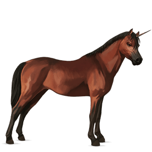 unicorn pony newfoundland pony cherry bay