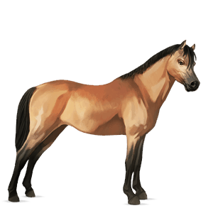 pony quarter pony bay