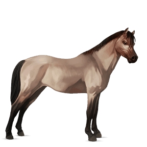 pony australian pony light gray