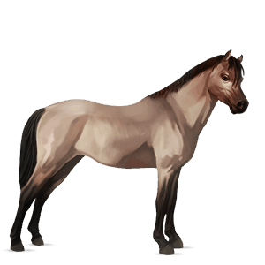 pony belgian riding pony roan