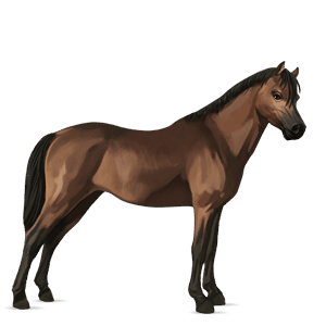 pony australian pony bay