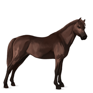 pony australian pony chestnut