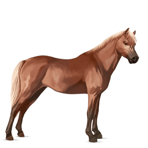 pony quarter pony flaxen chestnut 