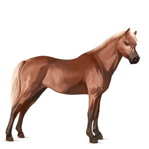 pony chincoteague pony flaxen chestnut 