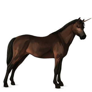 unicorn pony australian pony dark bay