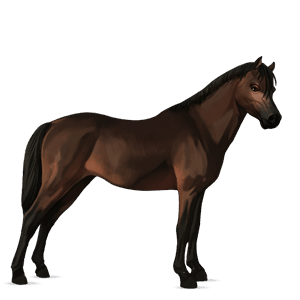 pony connemara dark bay