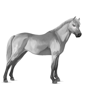 pony newfoundland pony light gray