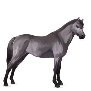 pony fleabitten gray
