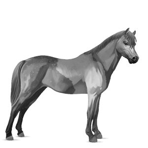 pony dapple gray tobiano