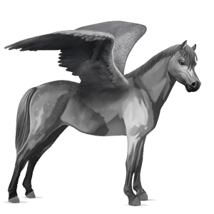 pegasus pony highland pony dapple gray