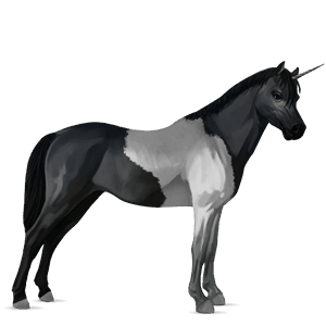 unicorn pony belgian riding pony bay