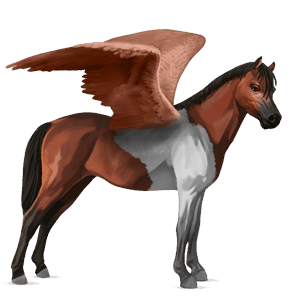 pegasus pony connemara light gray