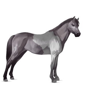 pony mouse gray tobiano