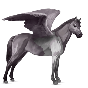 pegasus pony kerry bog dapple gray tobiano