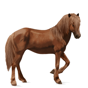 riding horse polish konik chestnut