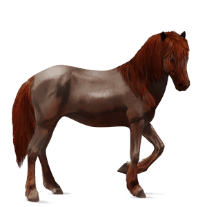 riding horse icelandic horse strawberry roan