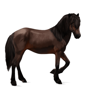 riding horse lipizzan dark bay