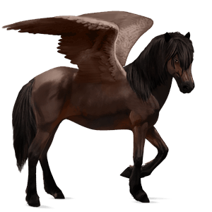 riding pegasus icelandic horse dark bay
