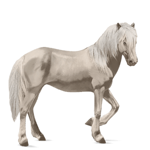 riding horse arabian horse fleabitten gray