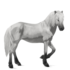 riding horse lipizzan light gray