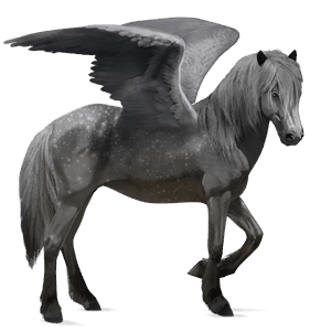 riding pegasus icelandic horse dapple gray