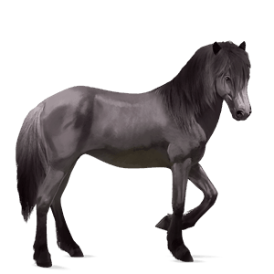 riding horse icelandic horse mouse gray