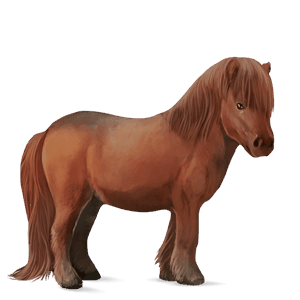 pony chestnut