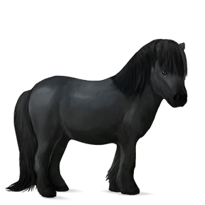 pony shetland black