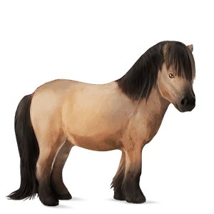 pony newfoundland pony chestnut