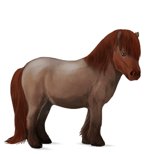 riding horse strawberry roan