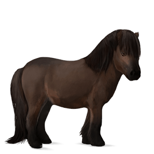pony fjord brunblakk