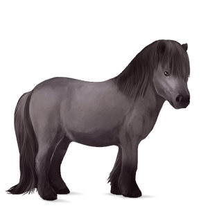 pony shetland dark bay tobiano