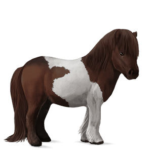 pony shetland liver chestnut tobiano