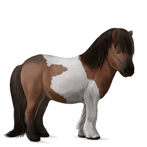 pony kerry bog bay