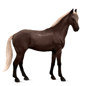 riding horse quarter horse dapple gray