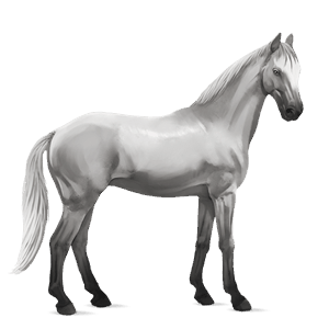 riding horse lipizzan bay