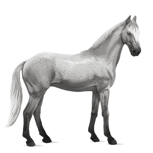 riding horse lipizzan dapple gray