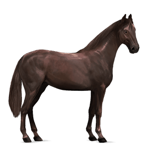 riding horse selle français liver chestnut