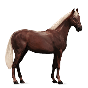riding horse argentinean criollo palomino