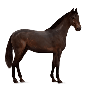 riding horse akhal-teke dun