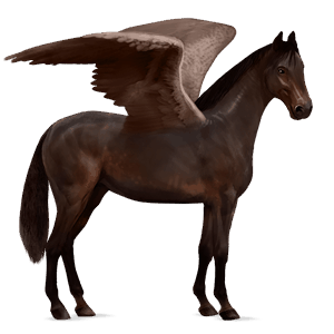riding pegasus holsteiner dark bay