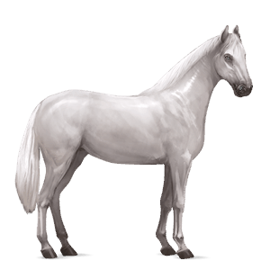riding horse kwpn light gray