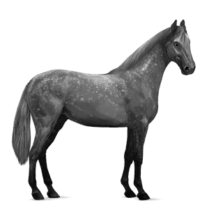 riding horse lipizzan light gray