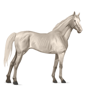 riding horse lusitano cremello