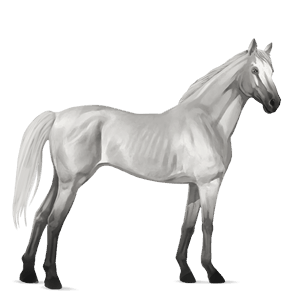 riding horse thoroughbred liver chestnut