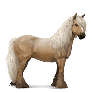 riding horse vanner dun