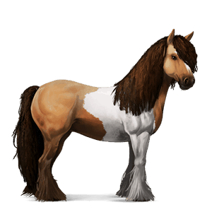riding horse vanner black